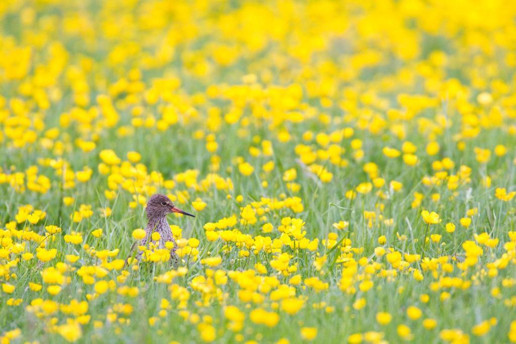 Vila Ytra Lon Farm Retreat Þórshöfn Exteriér fotografie