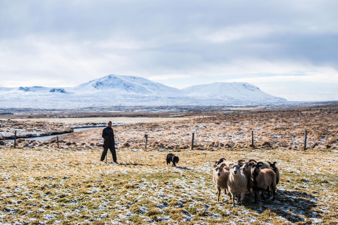 Vila Ytra Lon Farm Retreat Þórshöfn Exteriér fotografie